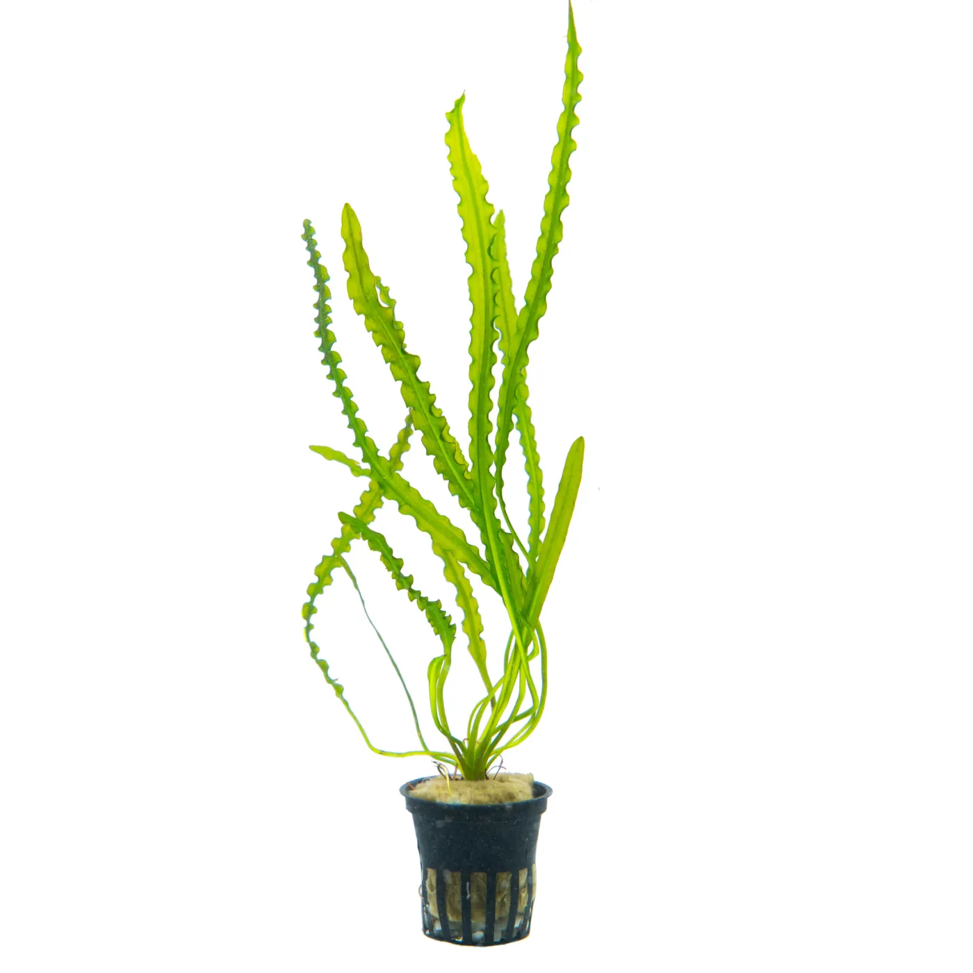 Aponogeton longiplumulosus