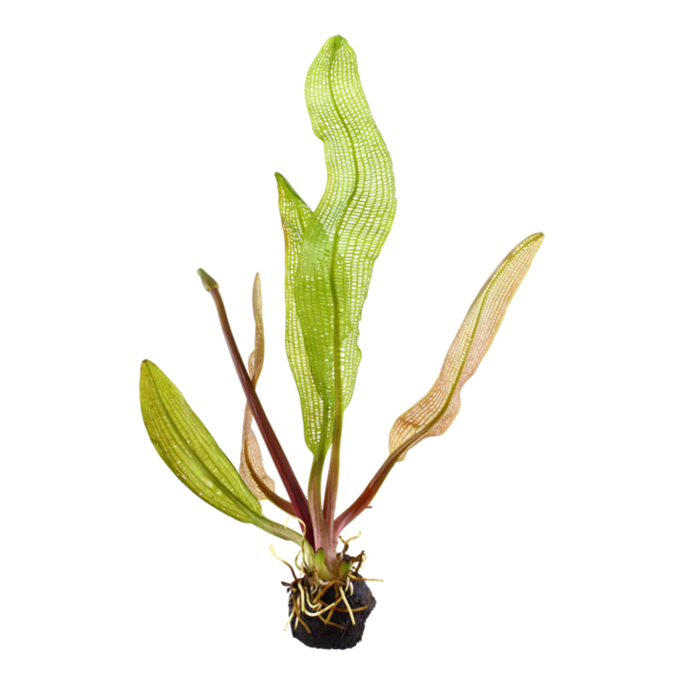 Aponogeton madagascariensis