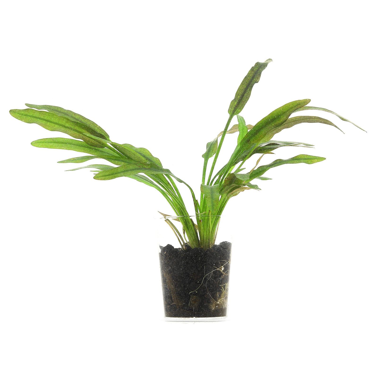 Aponogeton robinsonii "Laos" - Einzelpflanze