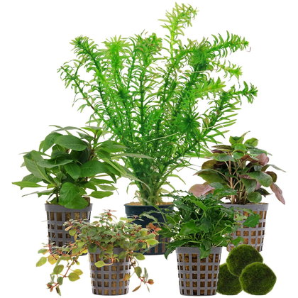 Aquarienpflanzen Set - 30 Liter - Farbig - einfach - Nr. 05 - 5 Pflanzen & 3 Mooskugeln