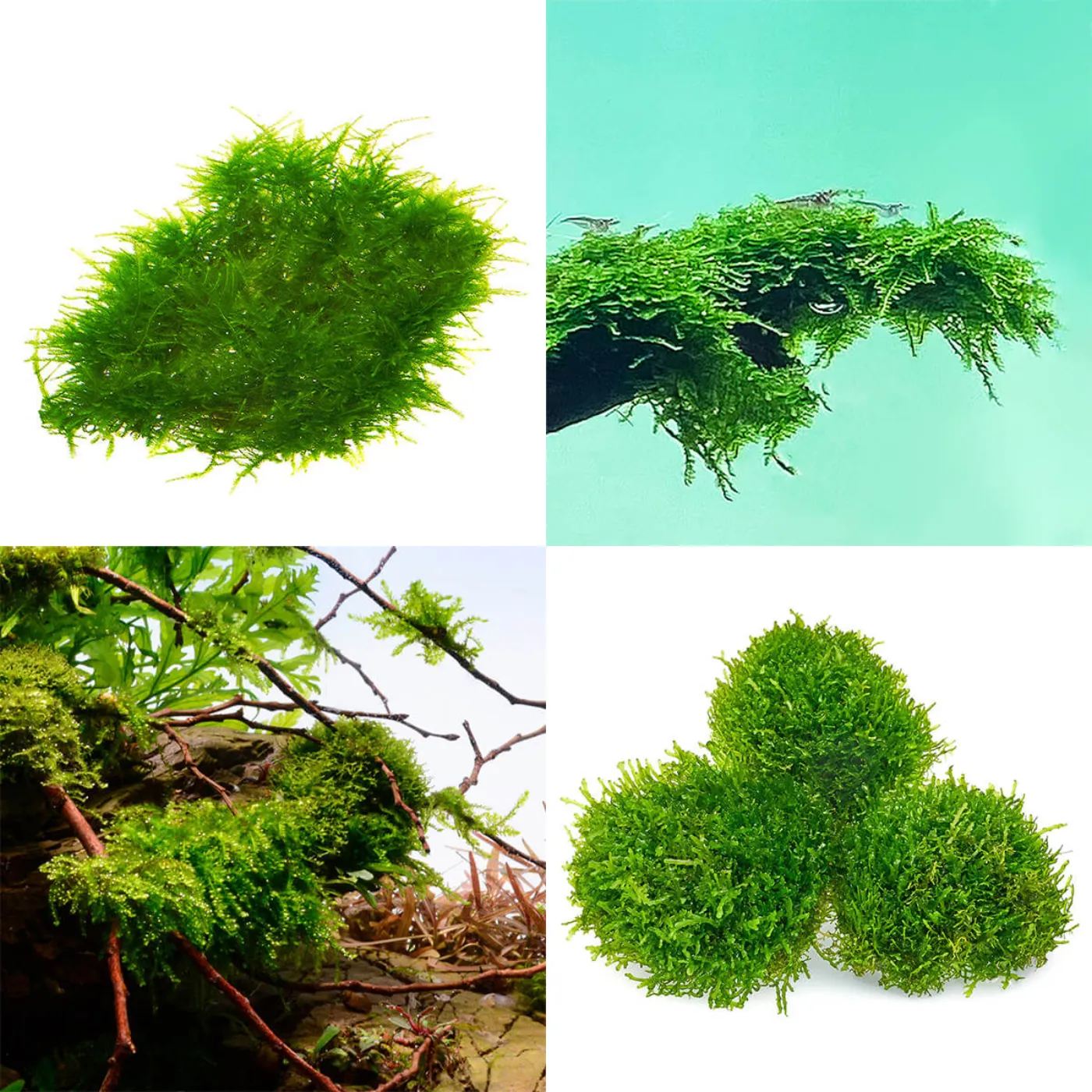 Aquarium Moos Bestseller XXL Set | Java - Christmas - Weeping - Korallenmoos Set - In Vitro