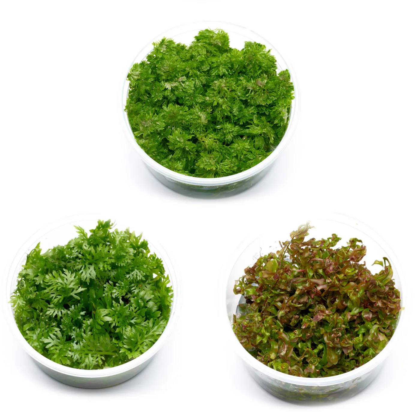 Aquarium Pflanzen für viel Sauerstoff | Sauerstoffproduktion