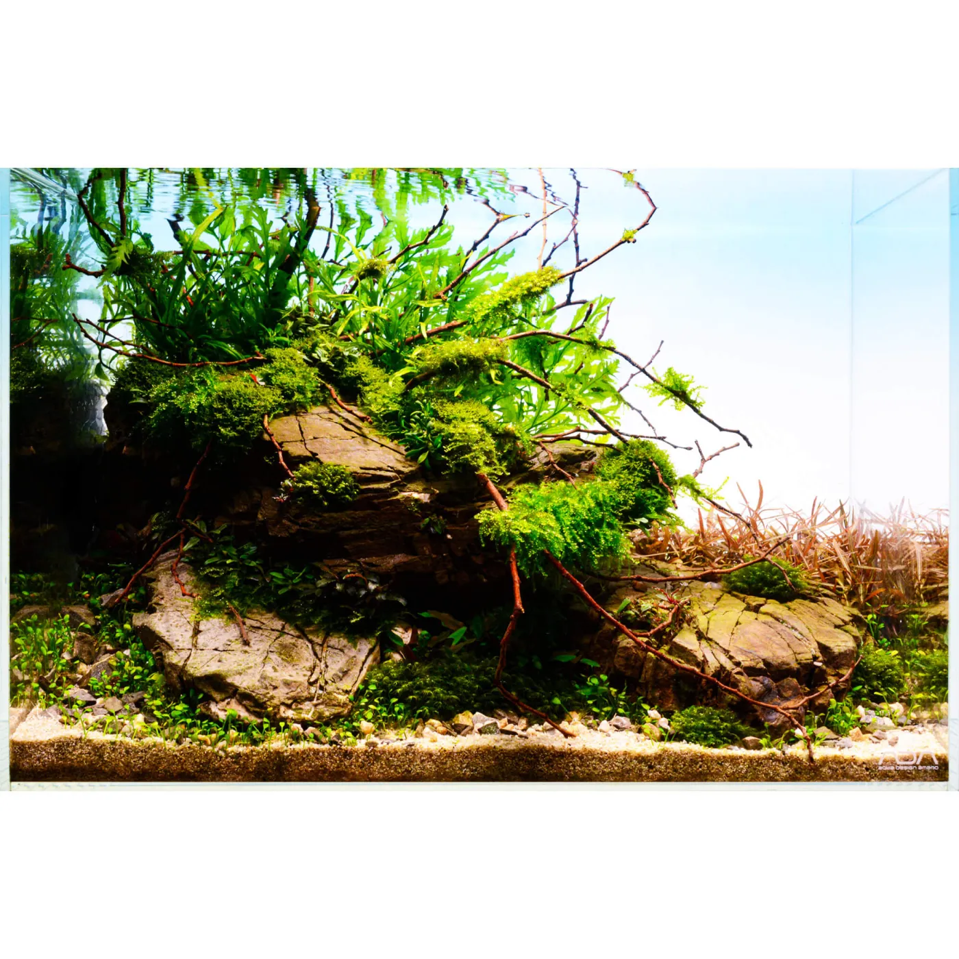 Aquarium Pflanzen Set "Bolbitis Throne" | 45 - 60l