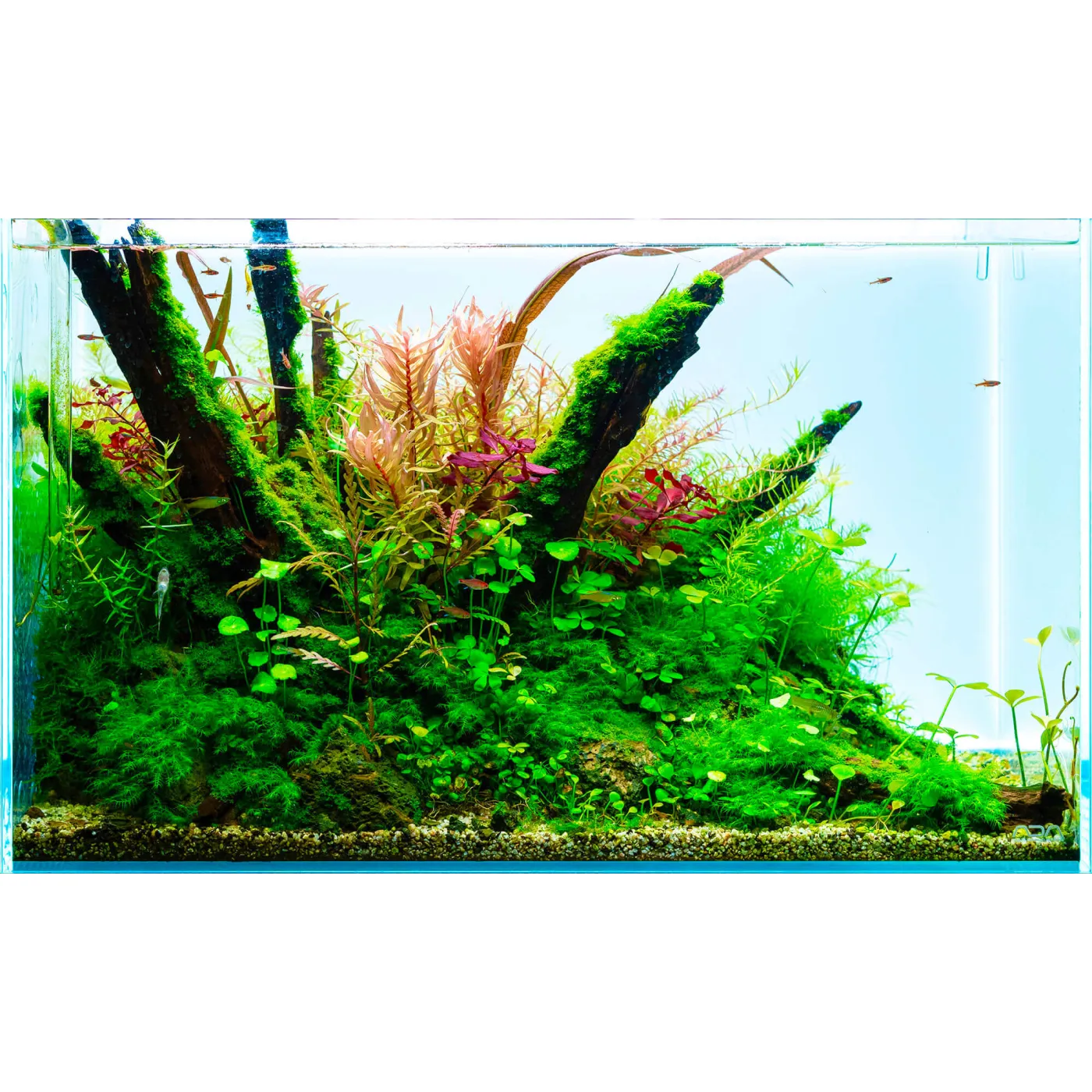 Aquarium Pflanzen Set "Fissidens Forest" | 60l