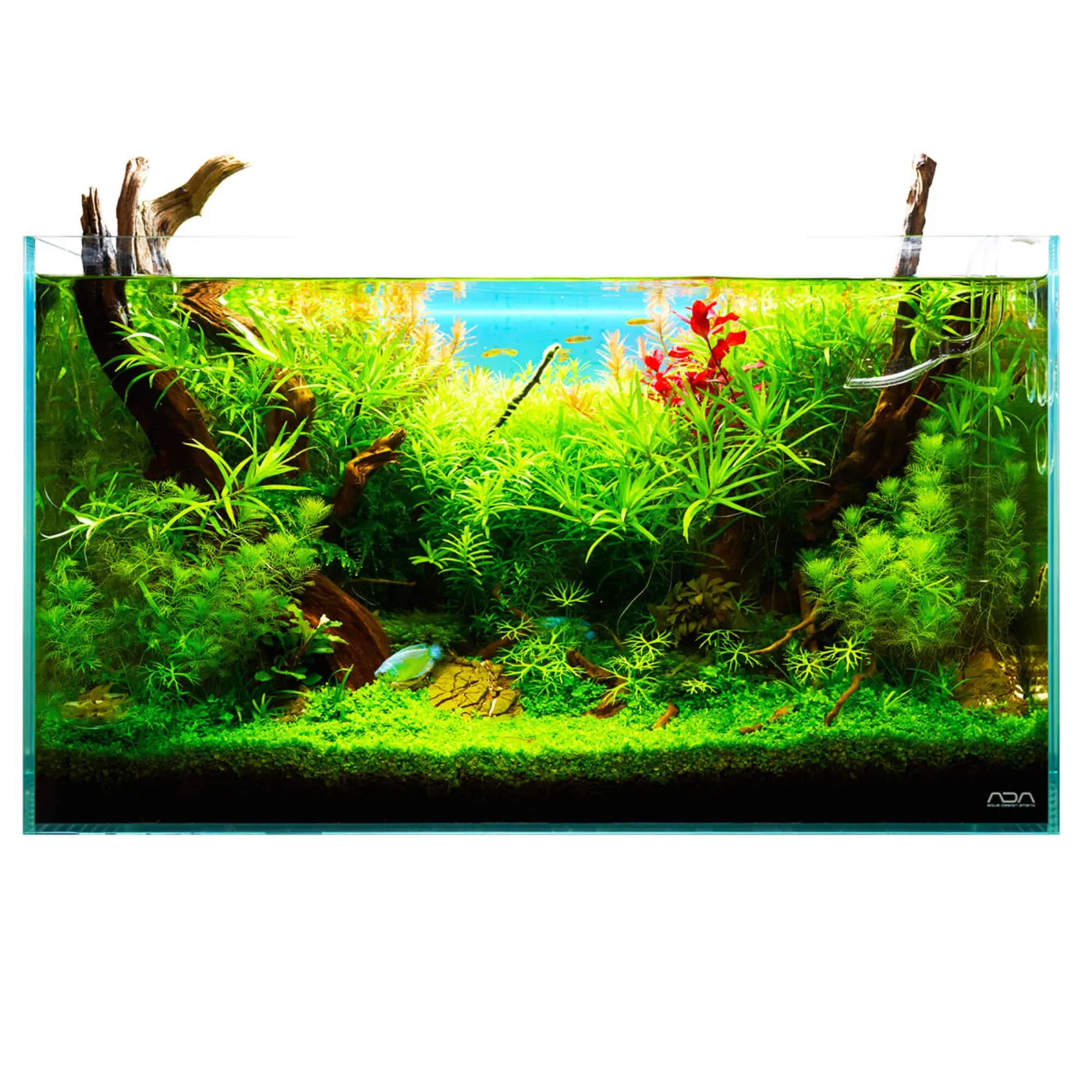Aquarium Pflanzen Set "Tropical Morning" | 60l