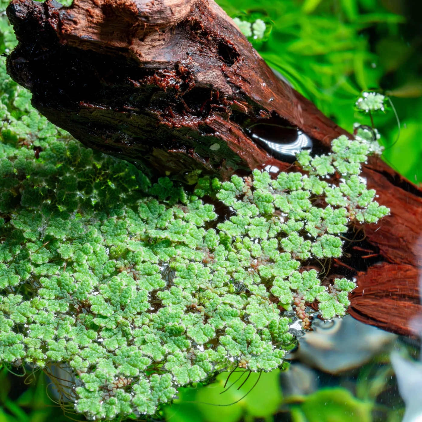 Azolla filiculoides - Großer Algenfarn