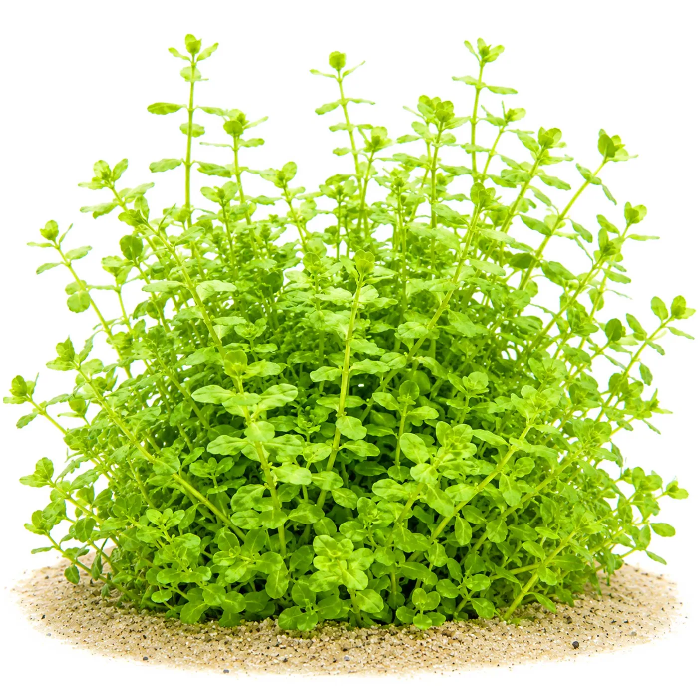 Bacopa australis | Südliches Fettblatt - in vitro XL - Ø 8,5cm