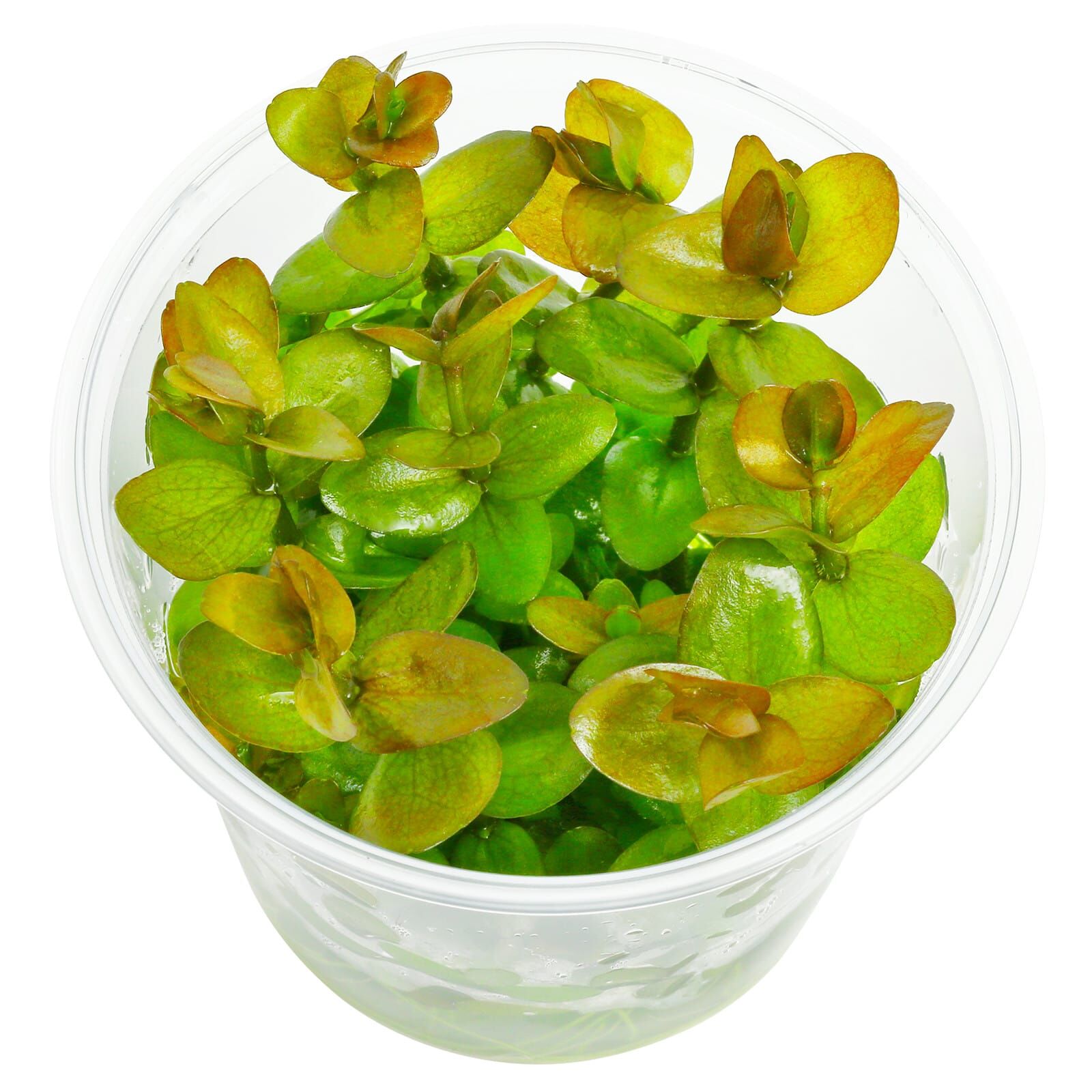 Bacopa caroliniana "Colorata" - in Vitro