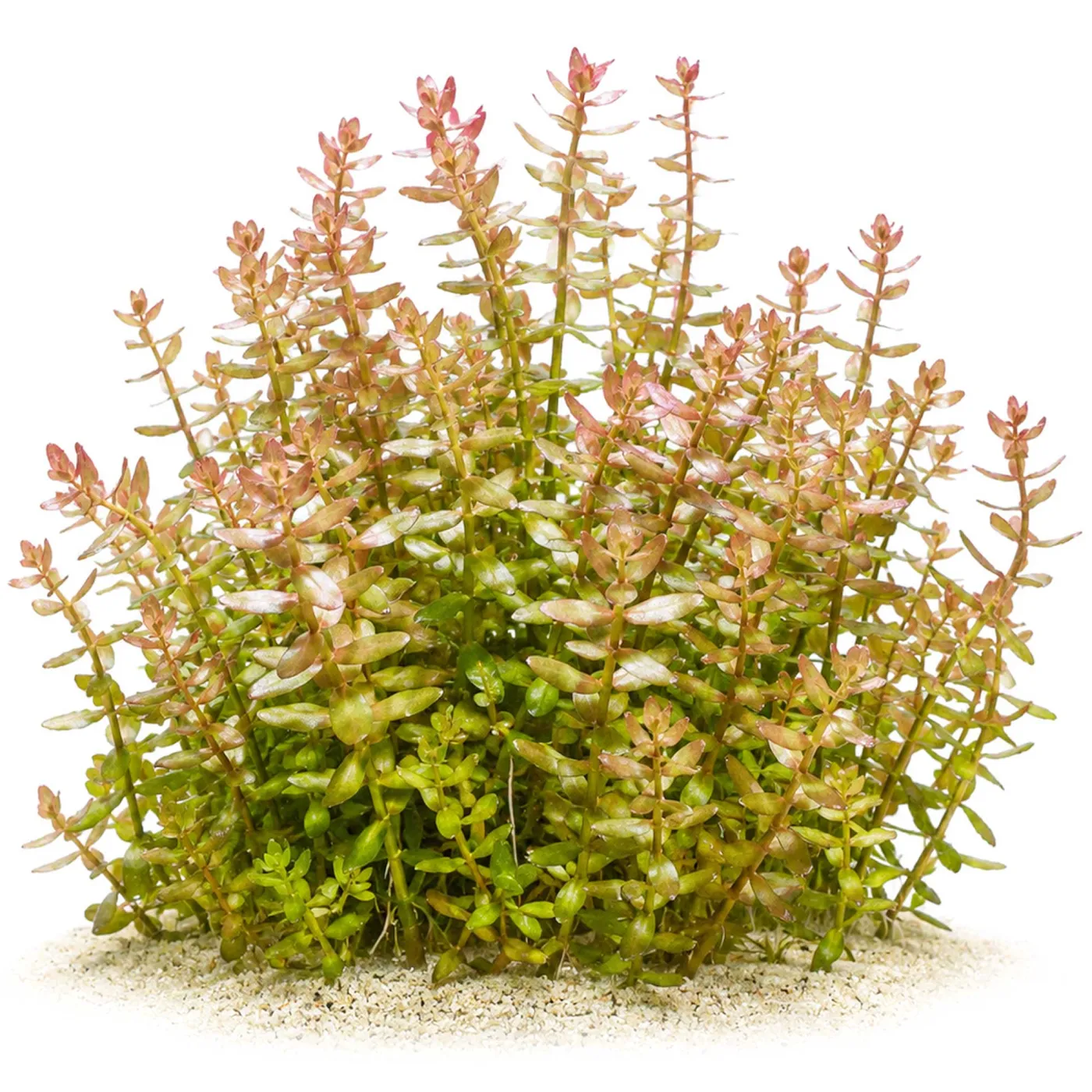 Bacopa caroliniana | Großes Fettblatt - in vitro