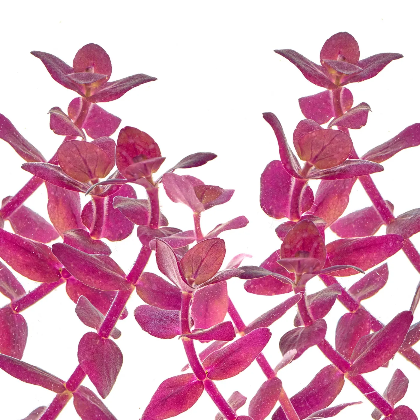 Bacopa Salzmannii "Purple" | Salzmann Fettblatt "Violett" - in vitro