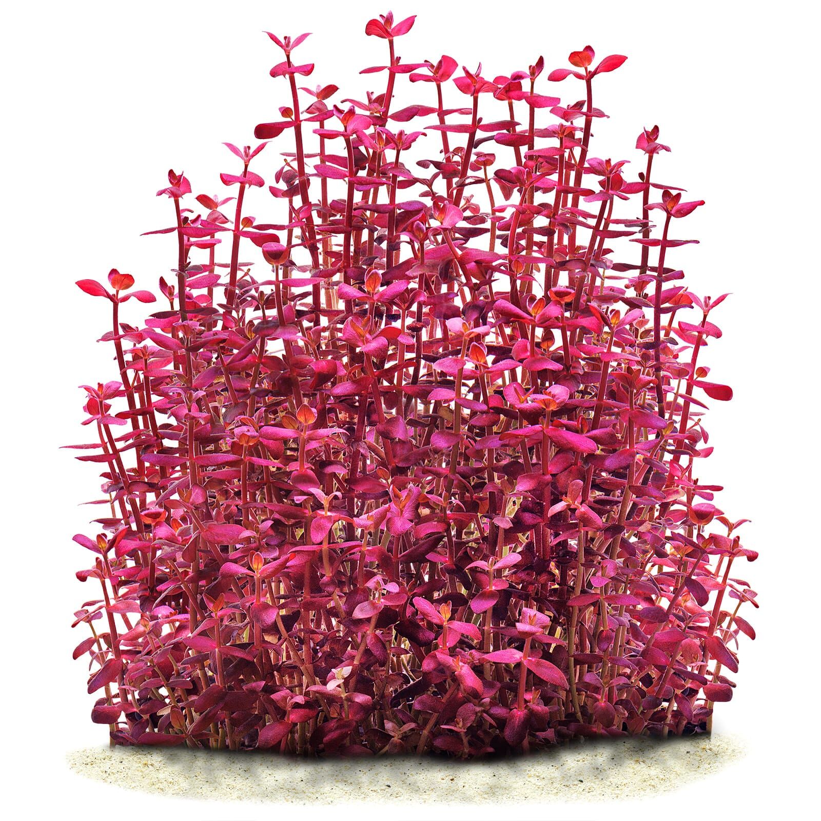 Bacopa salzmannii 'Purple'