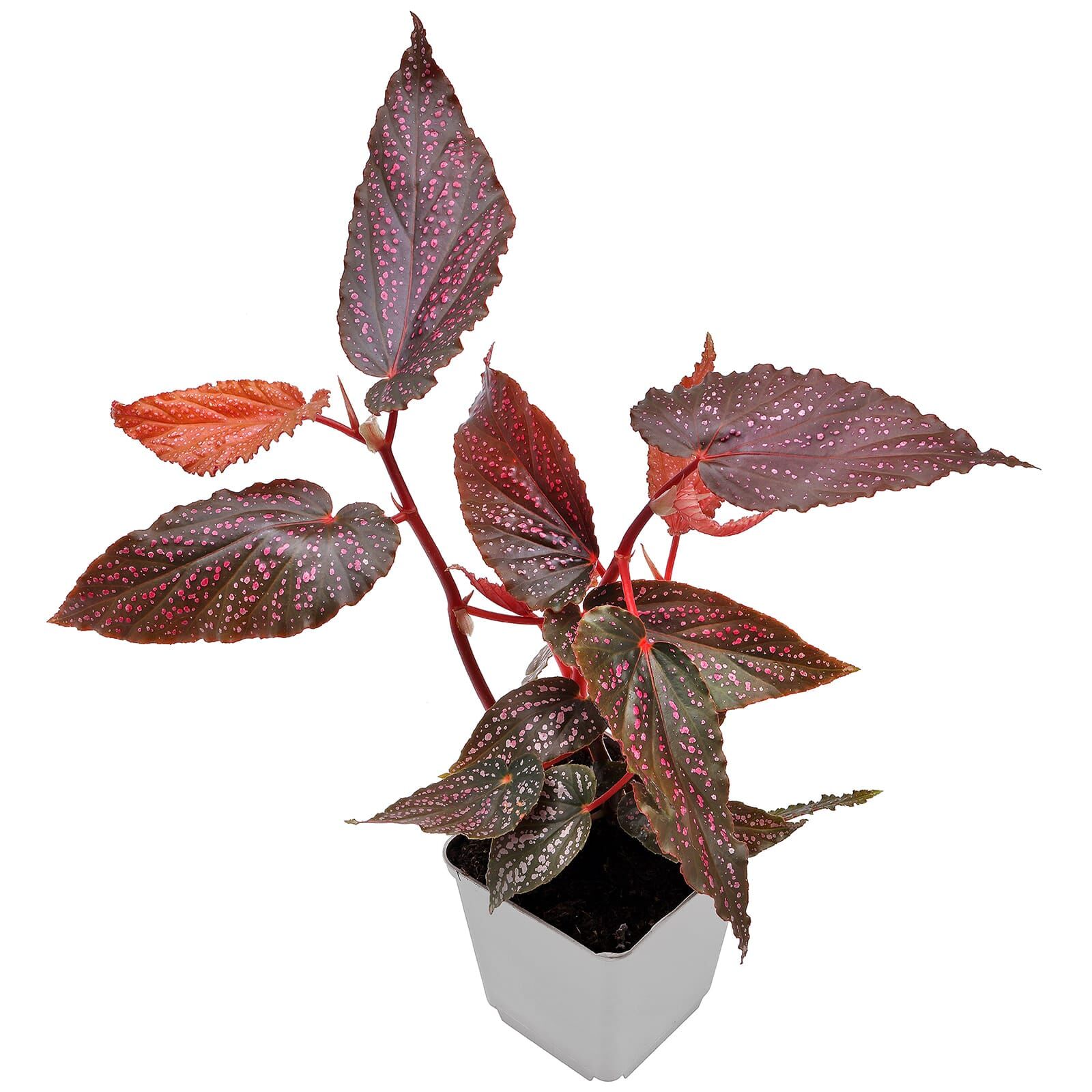 Begonia 'Benigo Pink' - Topf L