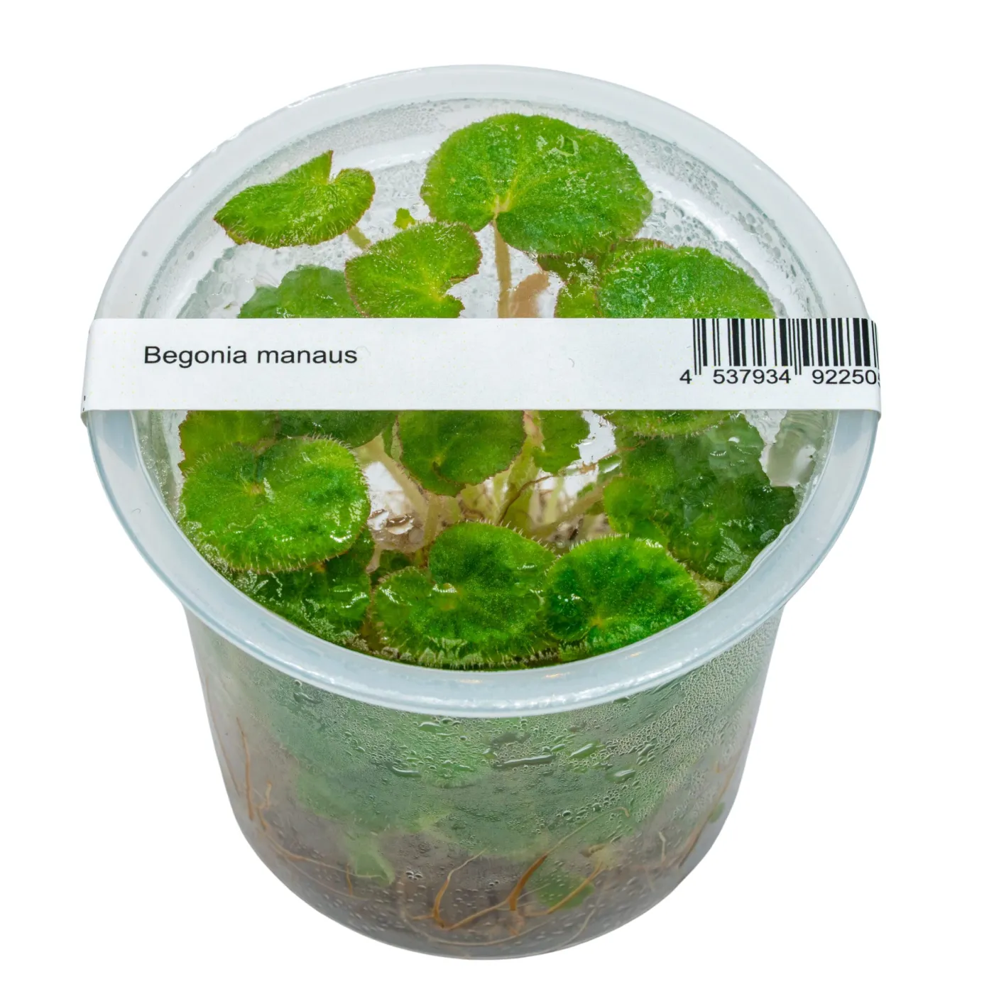 Begonia manaus