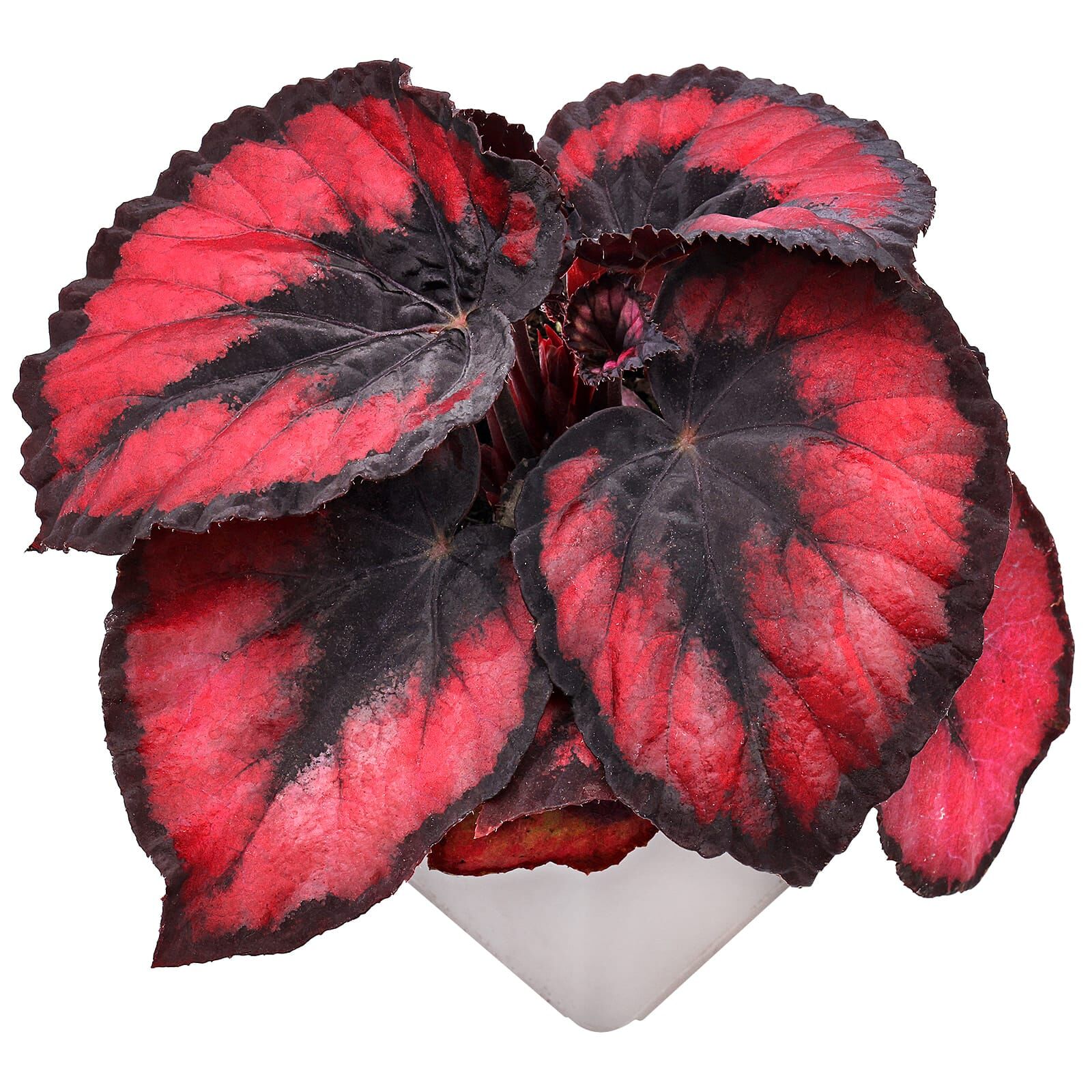Begonia 'Red Heart' - Topf L