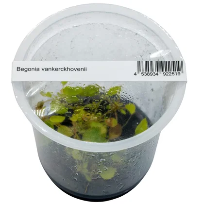 Begonia vankerckhovenii