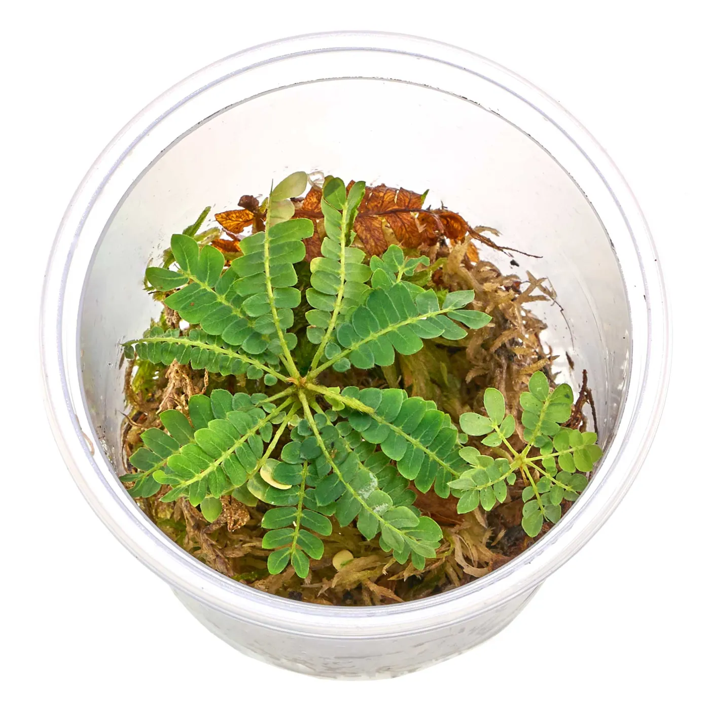 Biophytum sensitivum | Südseepalme - 2 bis 3 Ableger in Torfmoss