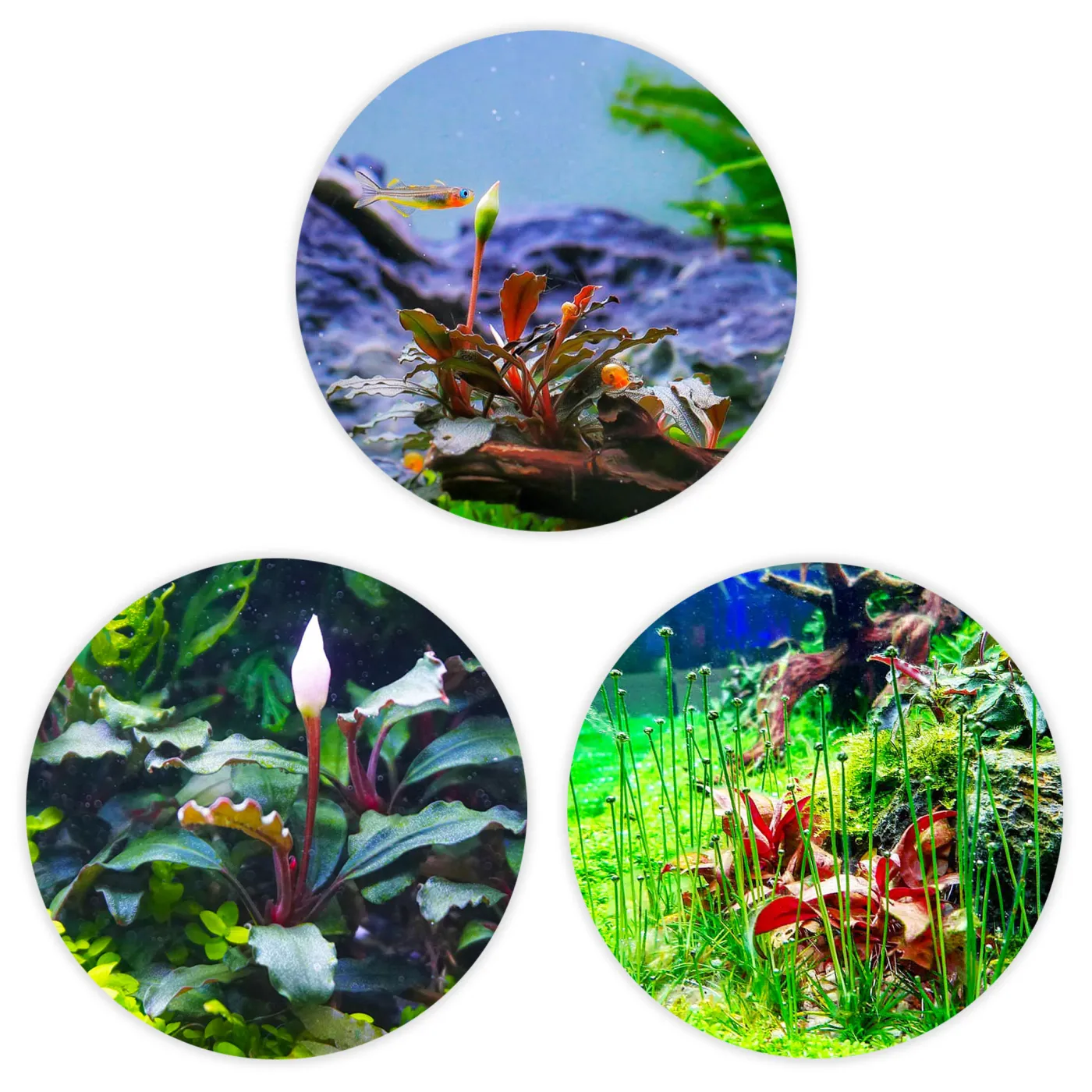 Blühende Raritäten fürs Aquarium | Bucephalandra & Eriocaulon im Set