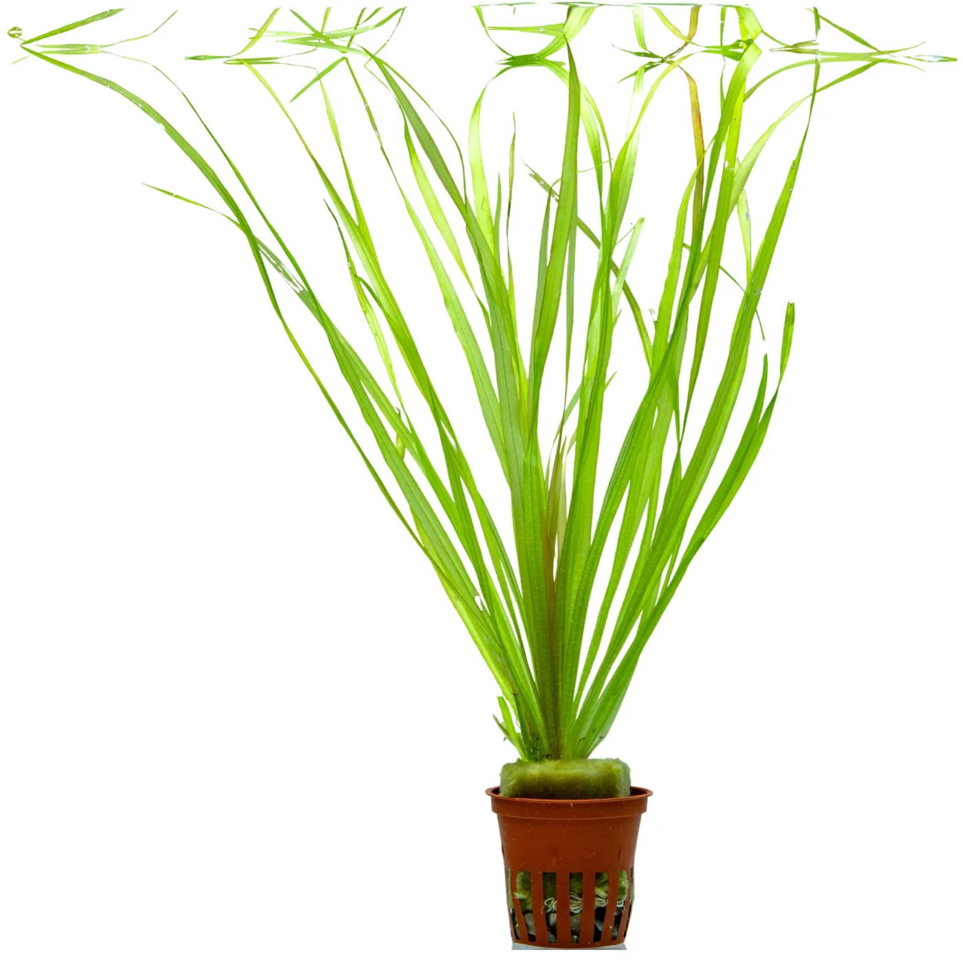 Blyxa aubertii "long leaf"