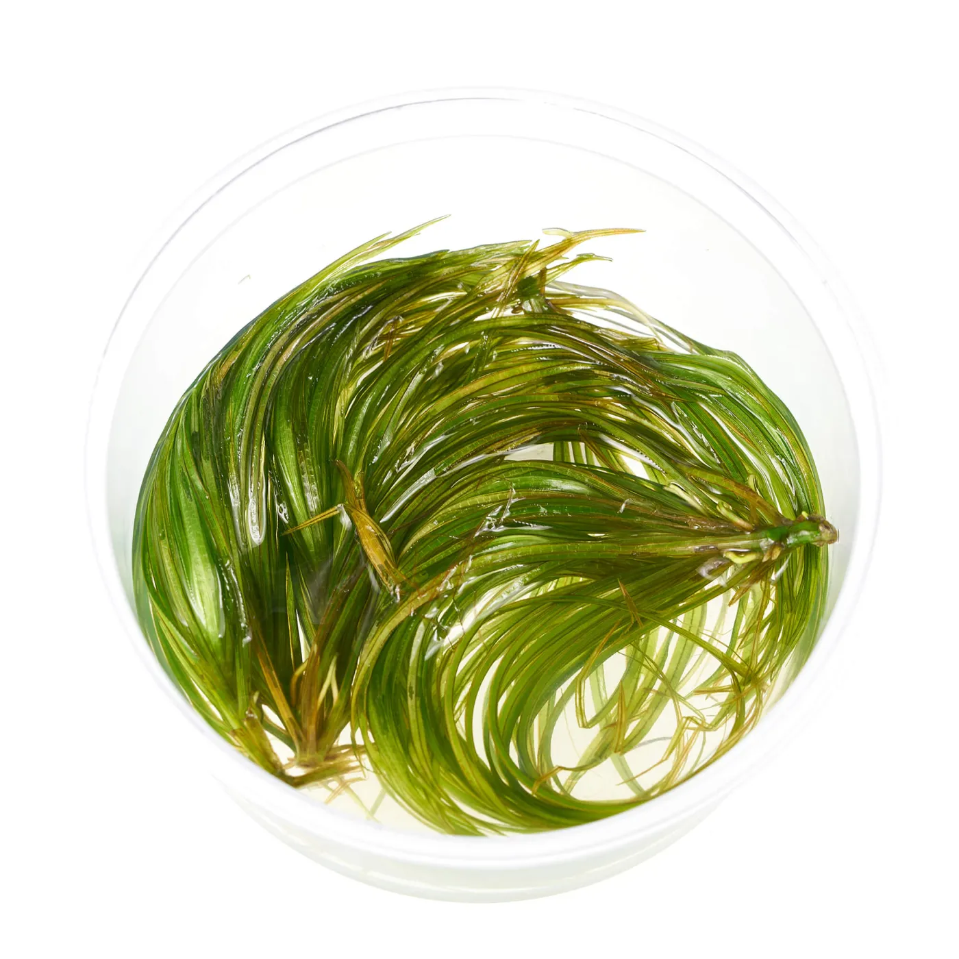 Blyxa japonica | Japanisches Fadenkraut - in vitro
