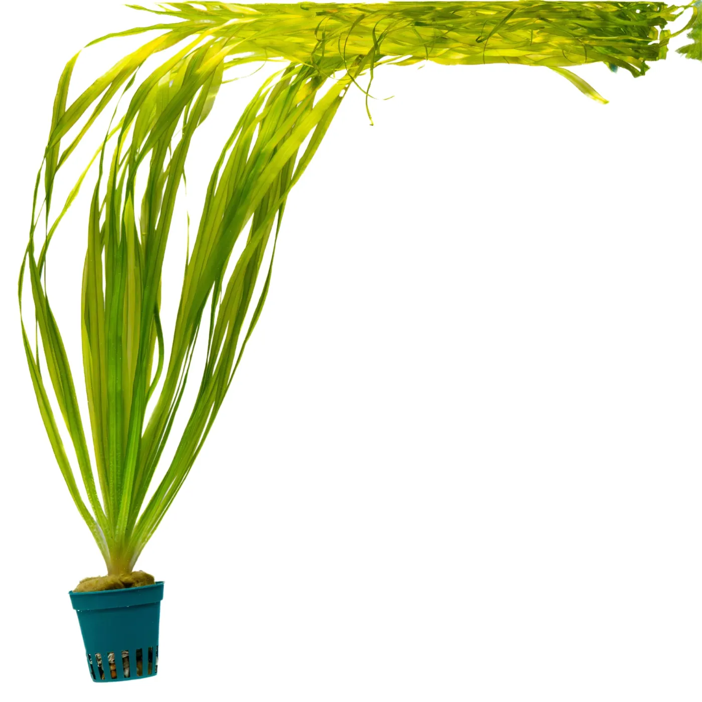 Blyxa sp. "Spiral"