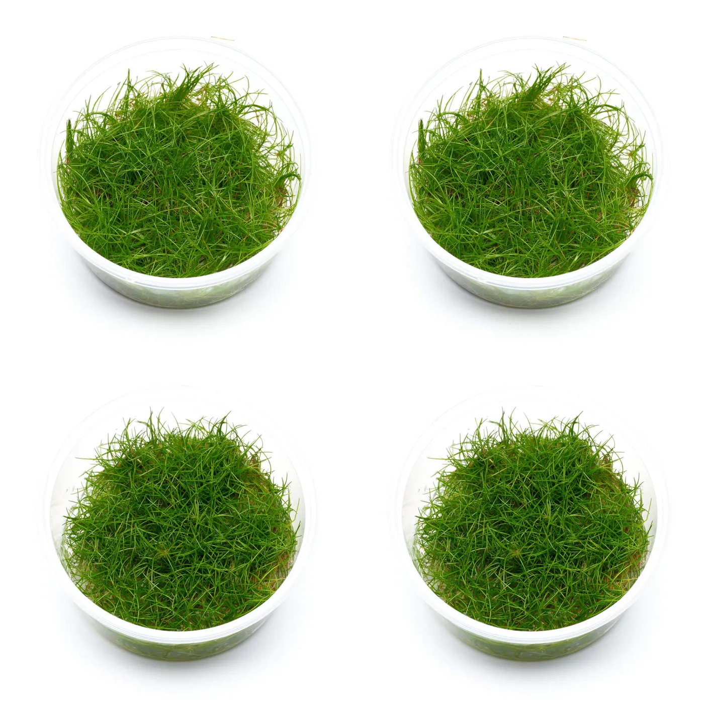 Bodendecker Iwagumi Aquascaping Set - In vitro XL