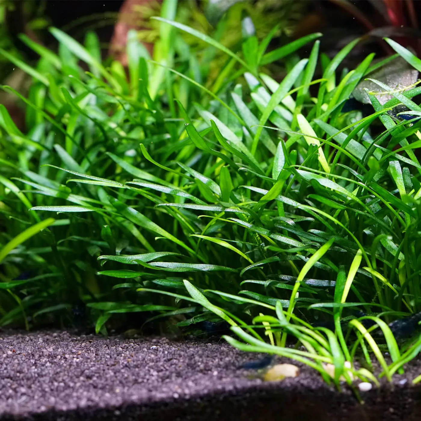 Bodendecker ohne CO2 & wenig Licht | Aquarium Bodendecker-Set für Einsteiger - In Vitro XL
