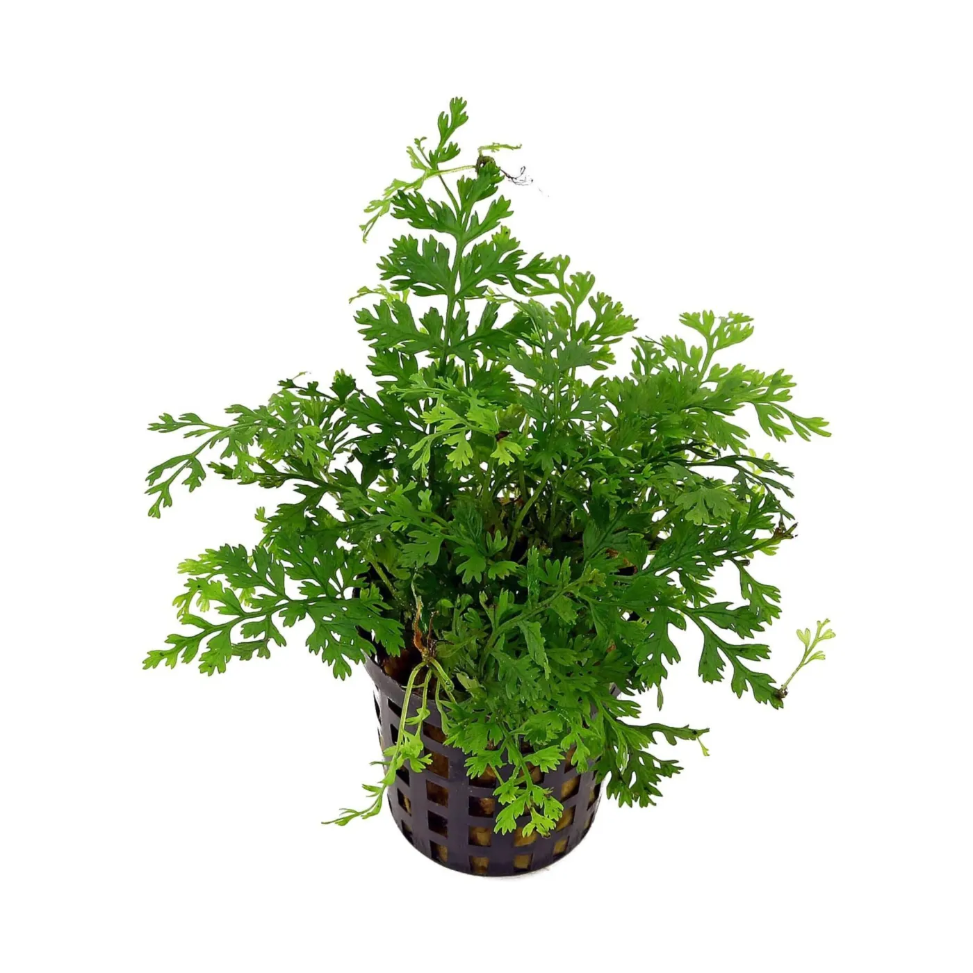 Bolbitis heteroclita 'difformis'