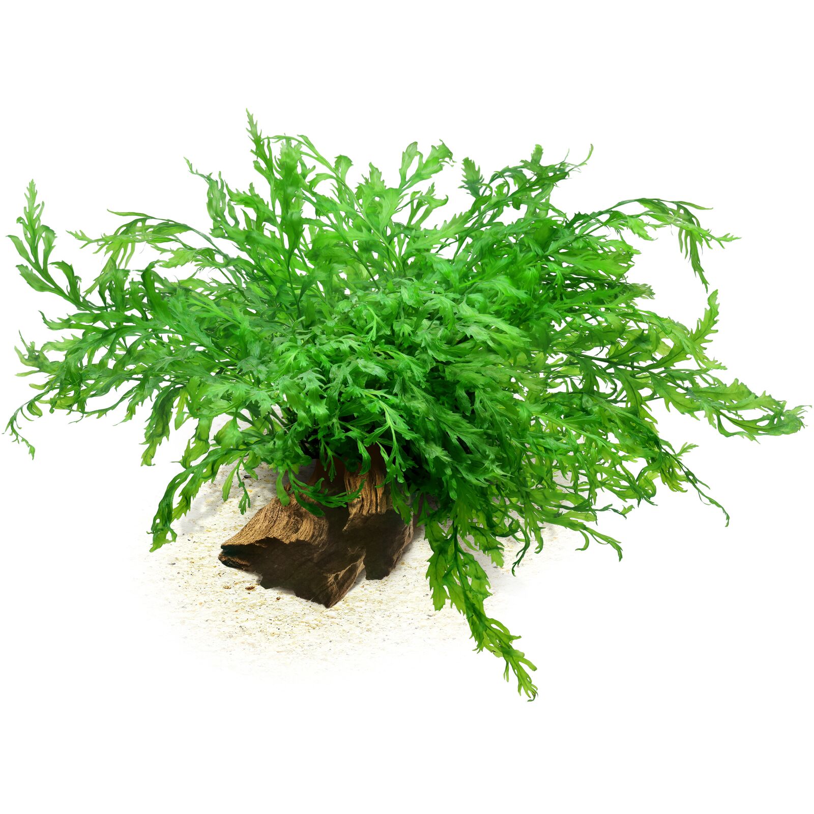 Bolbitis heudelotii