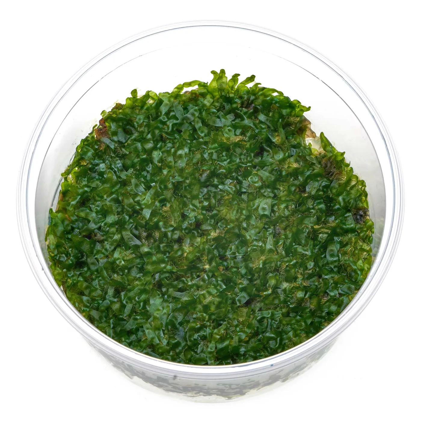 Bolbitis heudelotii Prothallium | Bolbitis-Gametophyt - in vitro XL 8,5cm