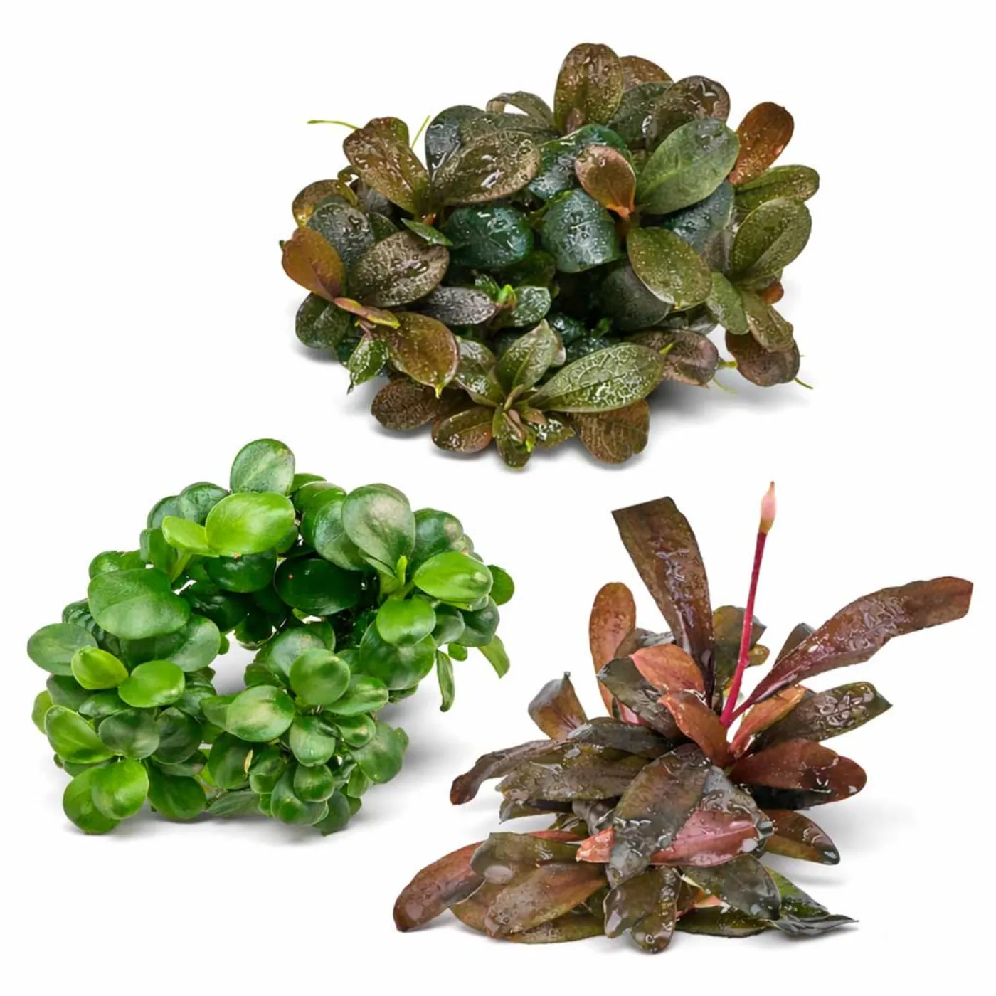 Bucephalandra & Anubias Aufsitzerpflanzen Set – Mix für Aquascaping/Nano Aquarium