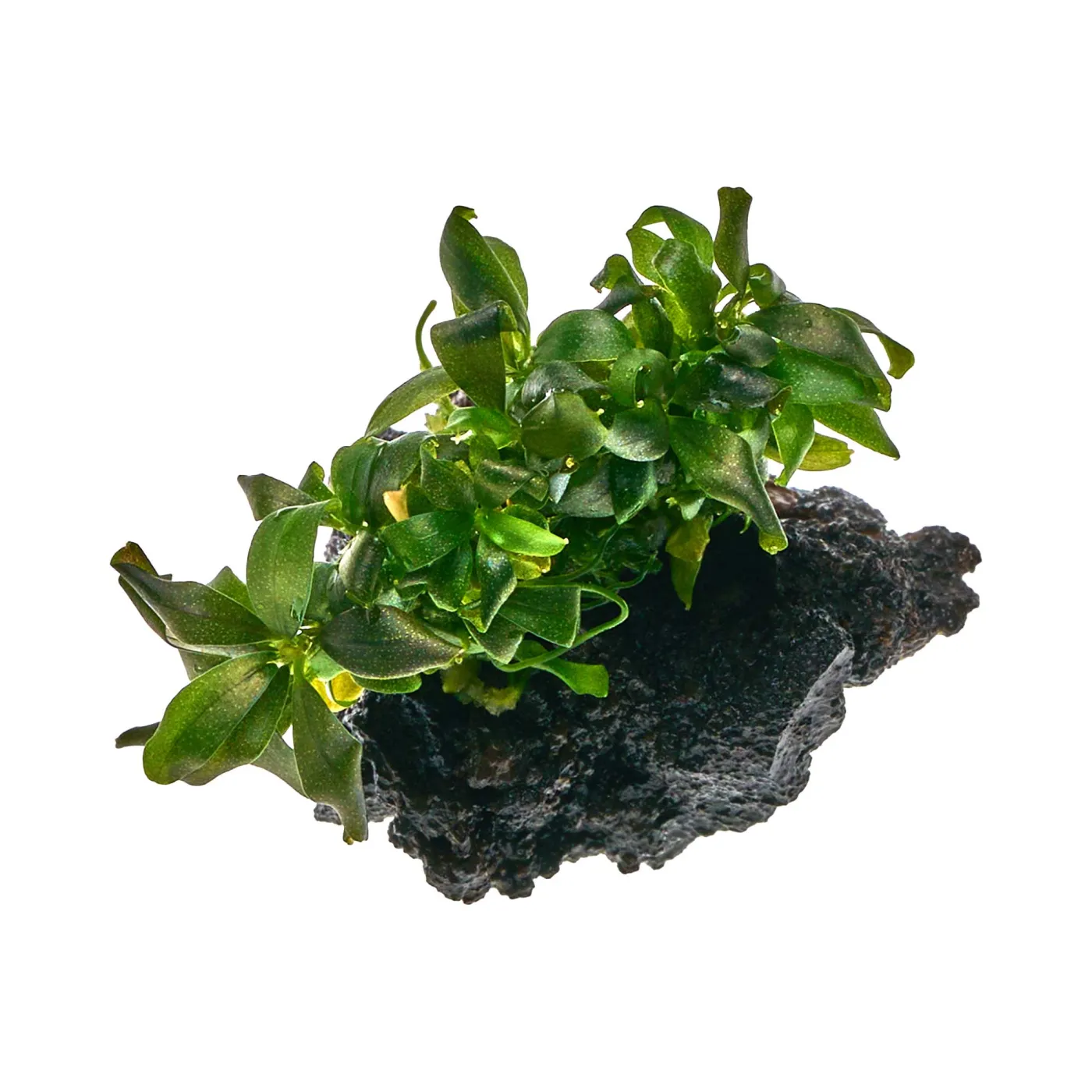 Bucephalandra lamandau "Mini Red" - auf Lavastein
