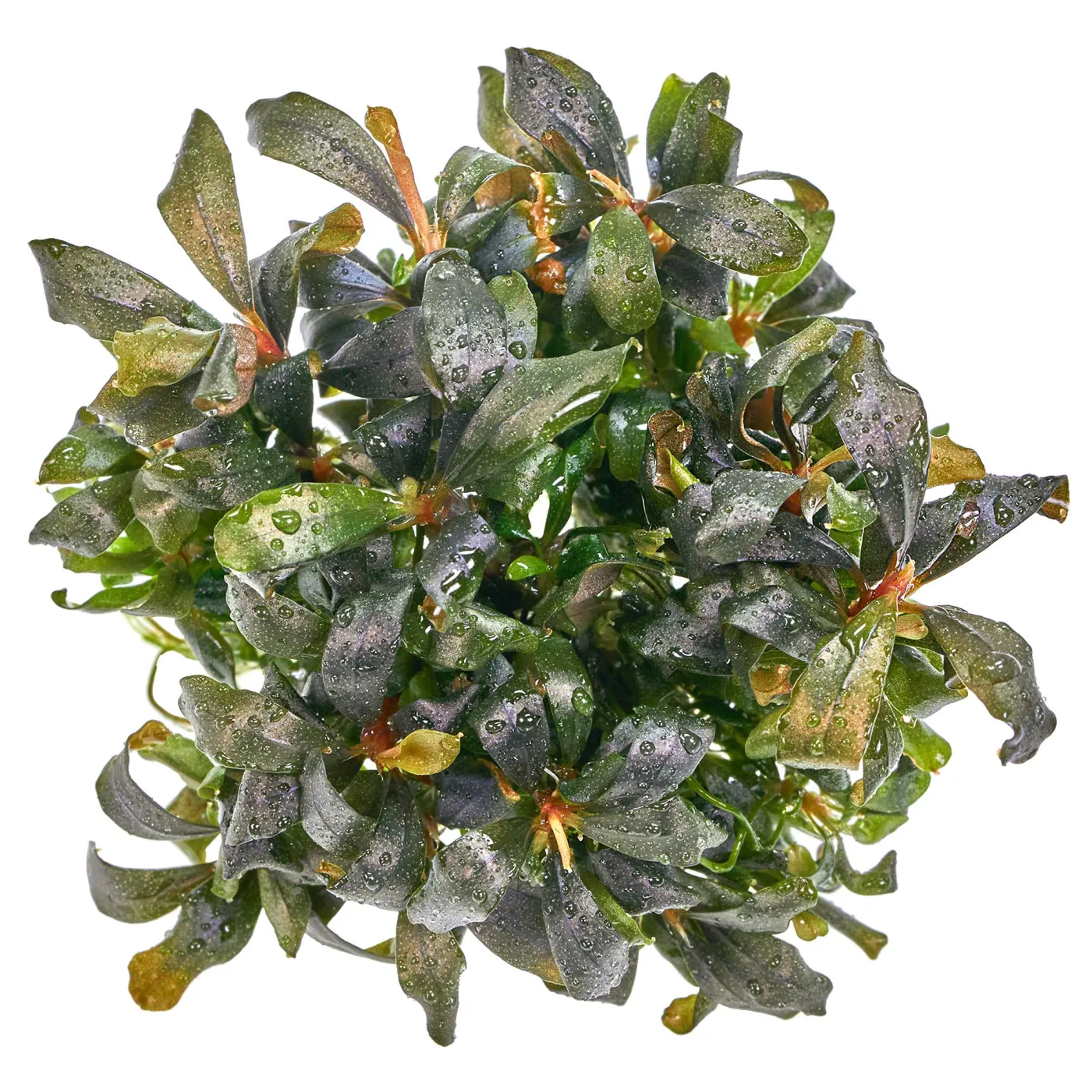Bucephalandra lamandau "Mini Red" - in vitro