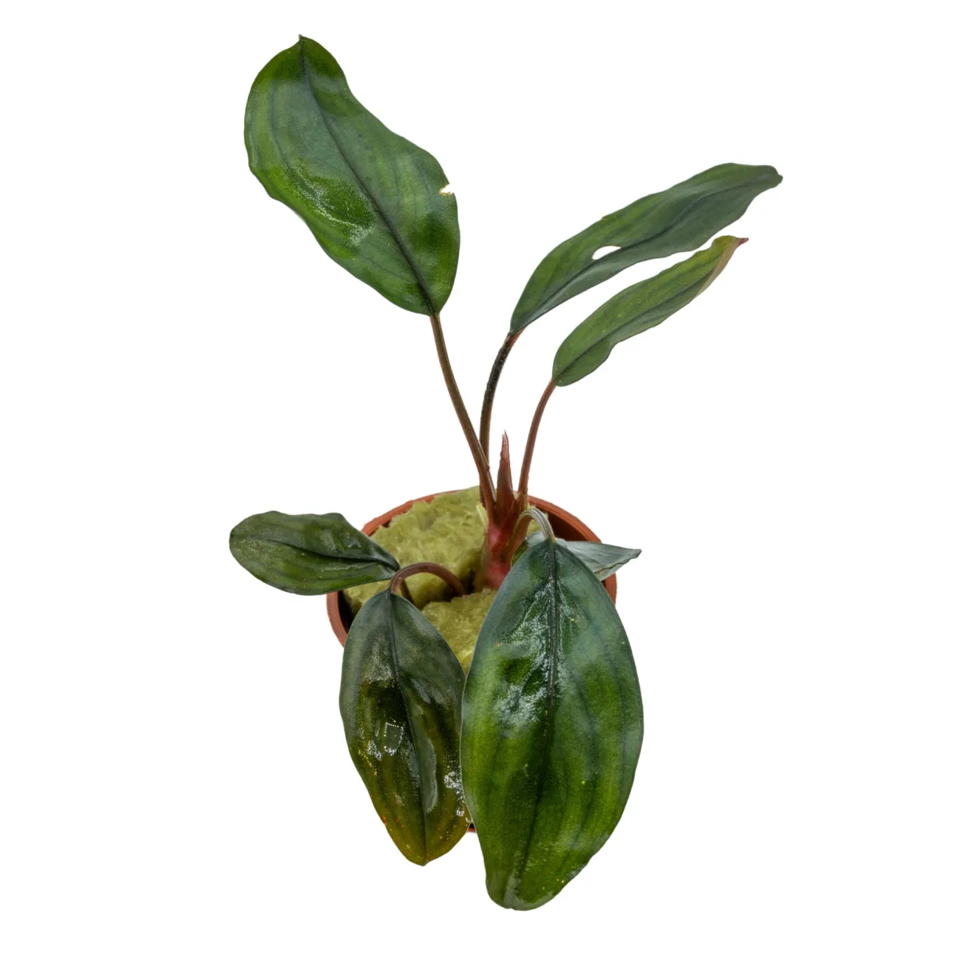 Bucephalandra sp. "Melawi Fine Edge"