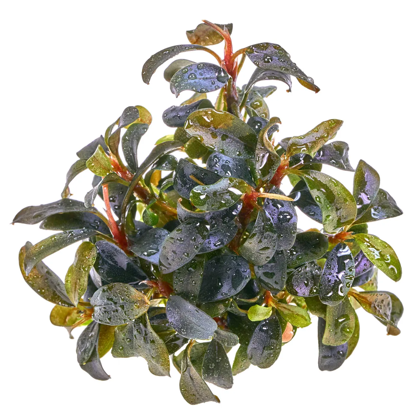 Bucephalandra motleyana "Red" - in vitro 8,5cm