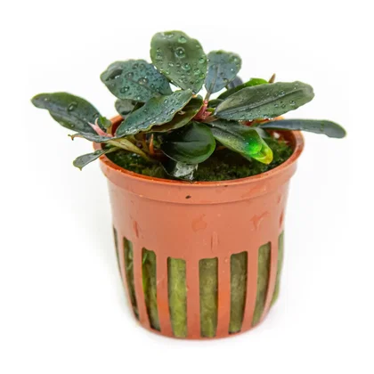 Bucephalandra sordidula Blue - Tropica 139D - Topf