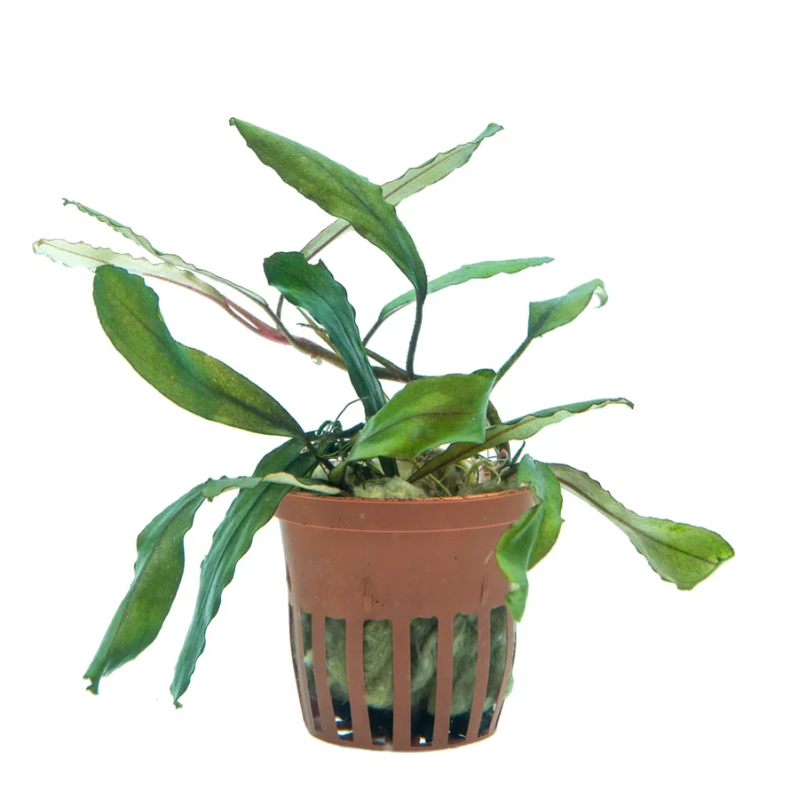 Bucephalandra sp. 5 ‘‘Haagerd"