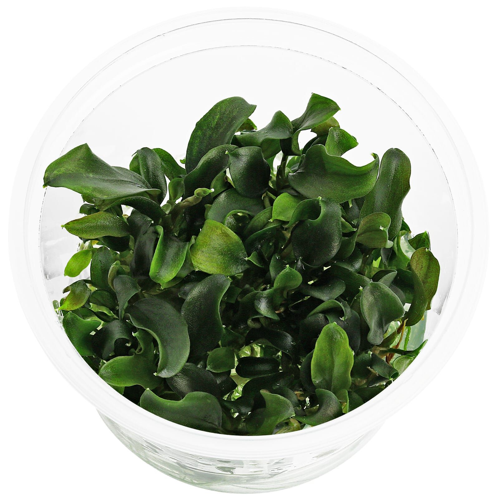 Bucephalandra sp. "Antyovani" - in Vitro