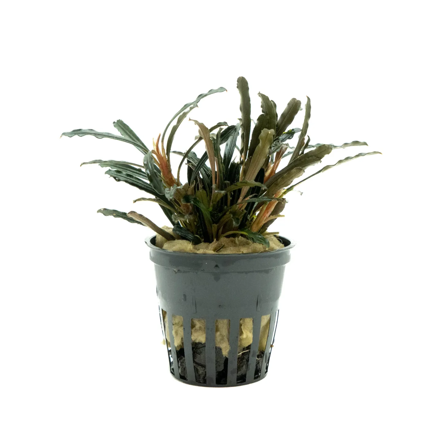 Bucephalandra sp. "Aqua Artica"