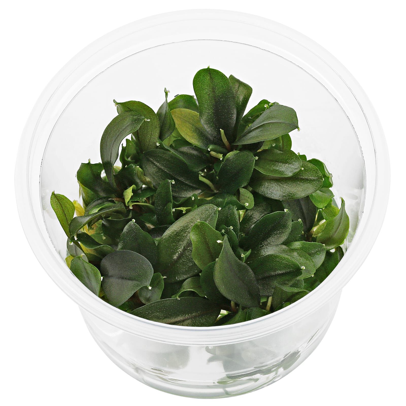 Bucephalandra sp. "Aragon" - in Vitro