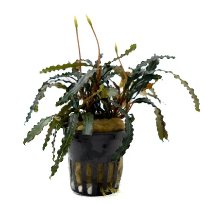 Bucephalandra sp. ‘‘Black Catherinae‘‘