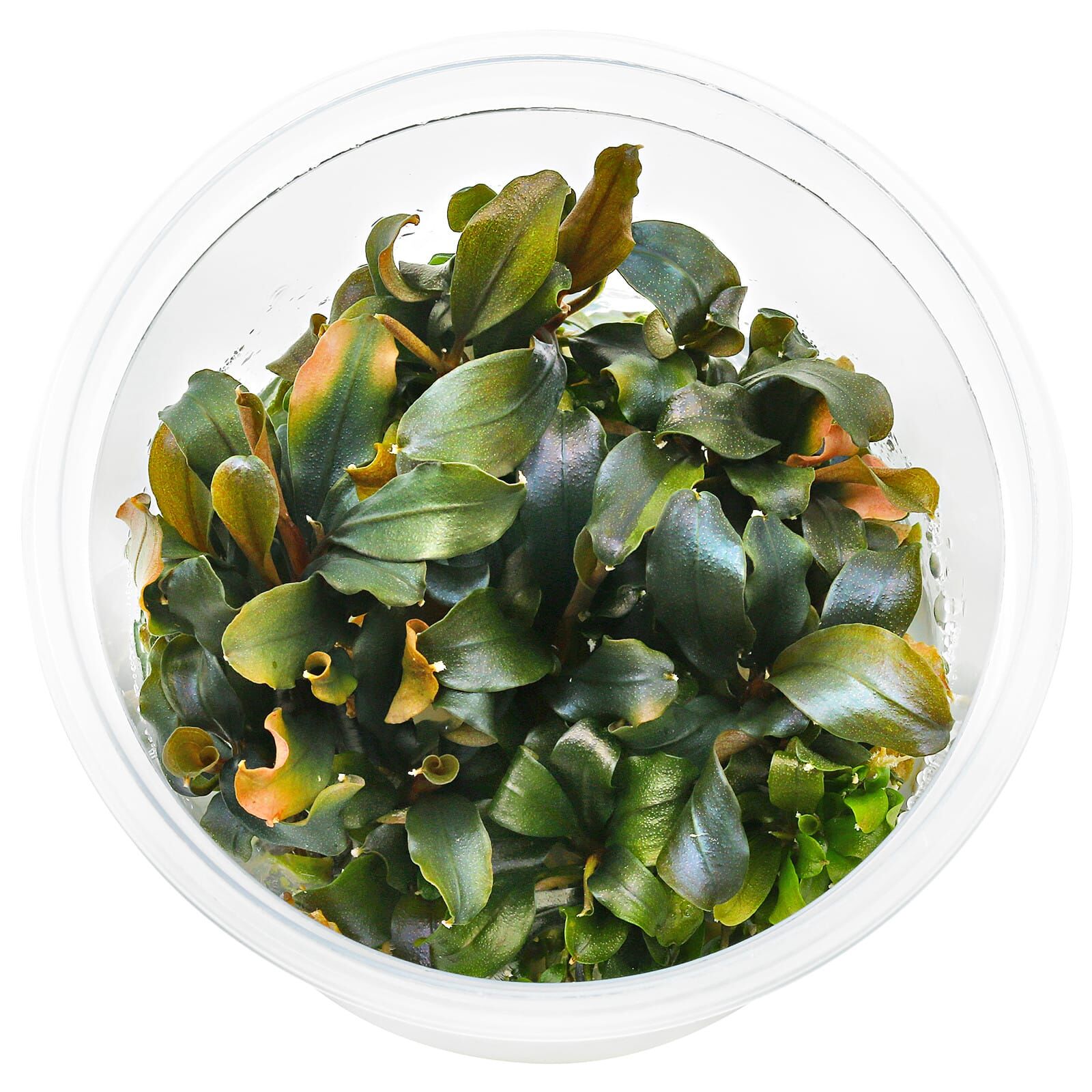 Bucephalandra sp. "Blue Green" - in Vitro