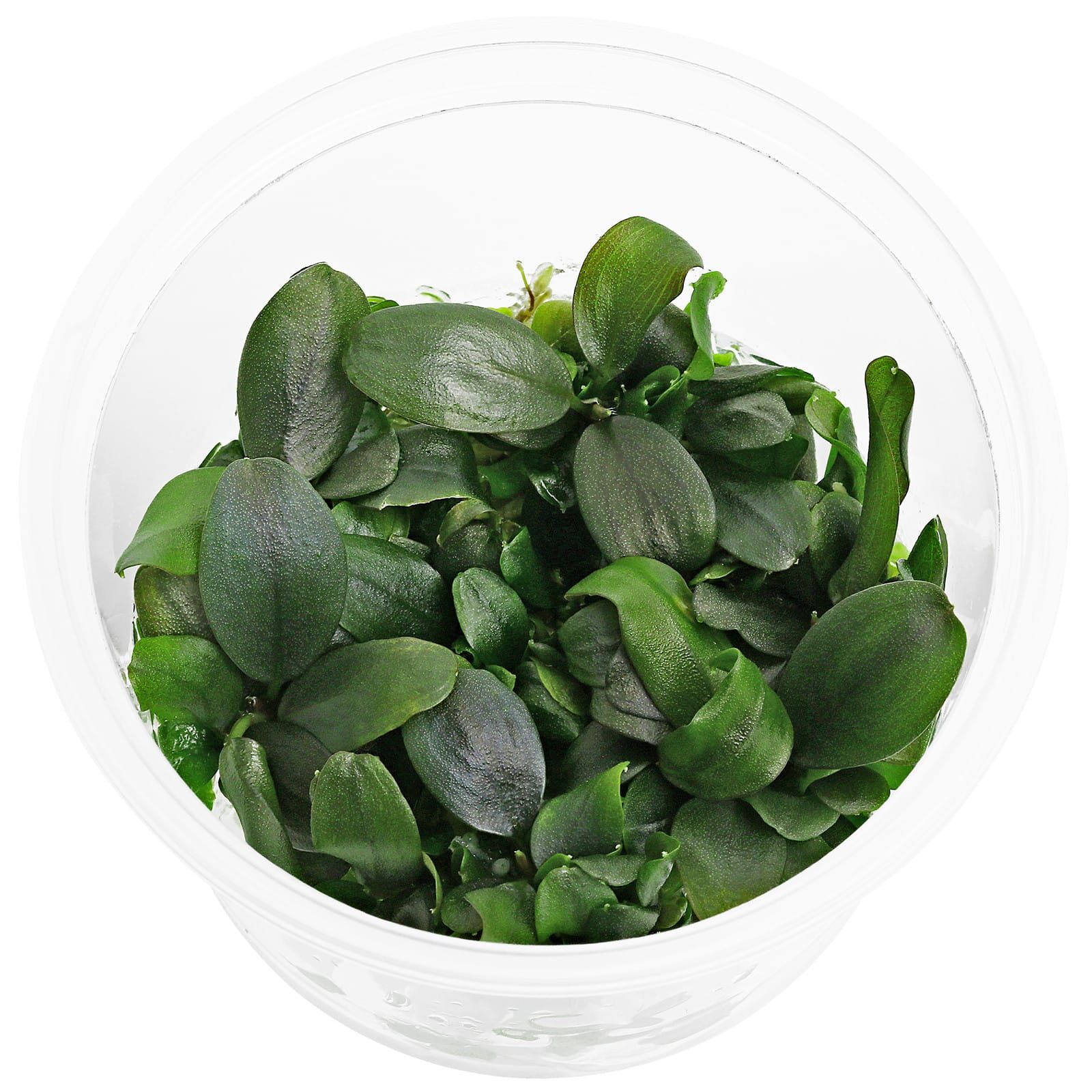 Bucephalandra sp. "Bronze Tricolor" - in Vitro