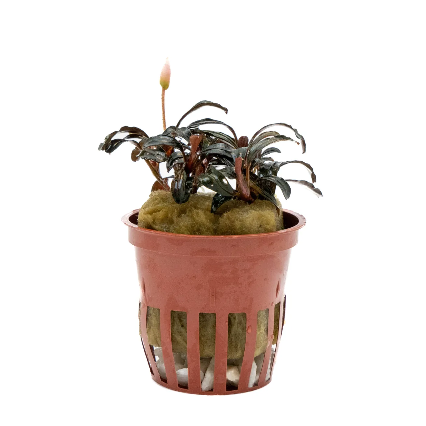 Bucephalandra sp. ‘‘Brownie Blue‘‘