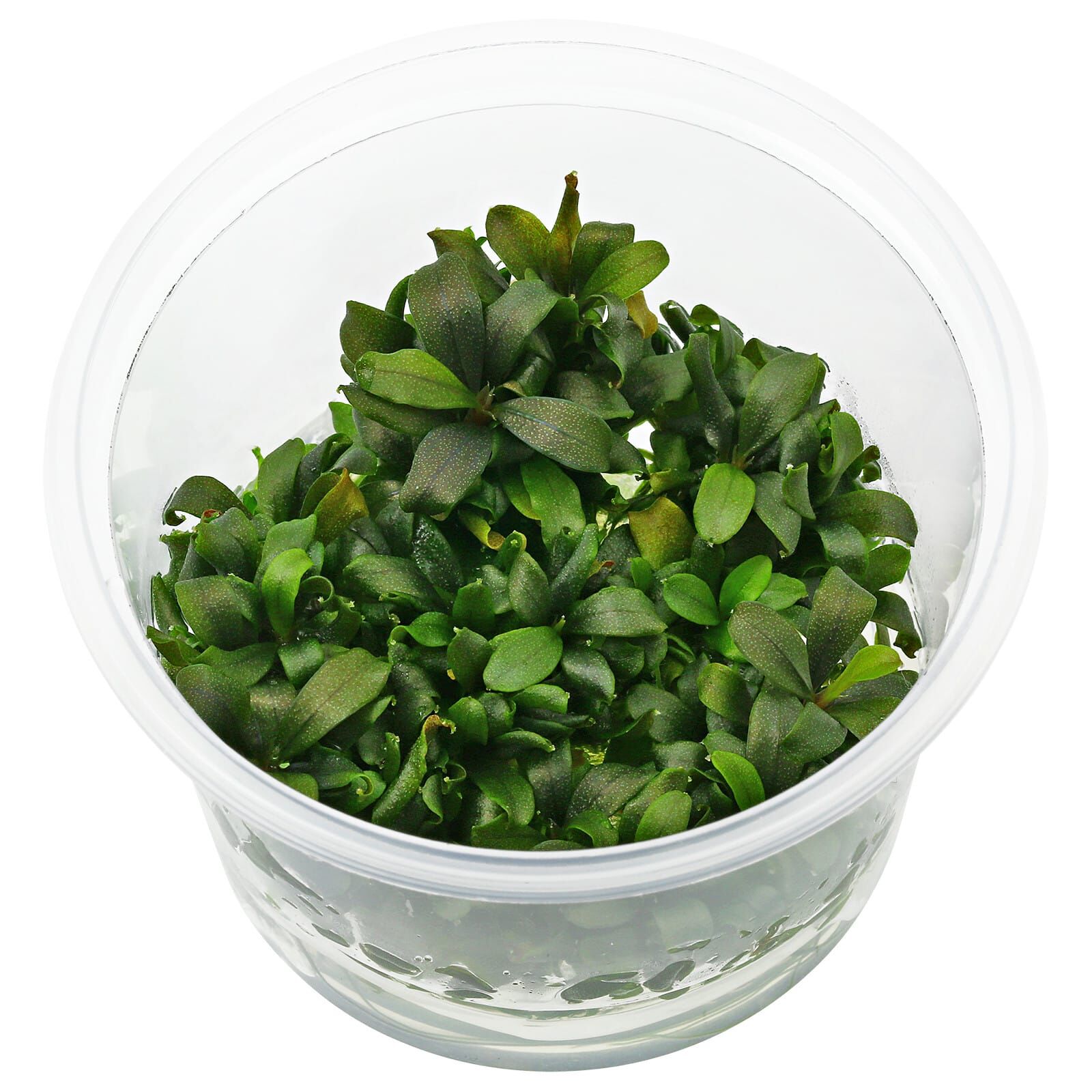 Bucephalandra sp. "Lamandau Mini Red" - in Vitro XL