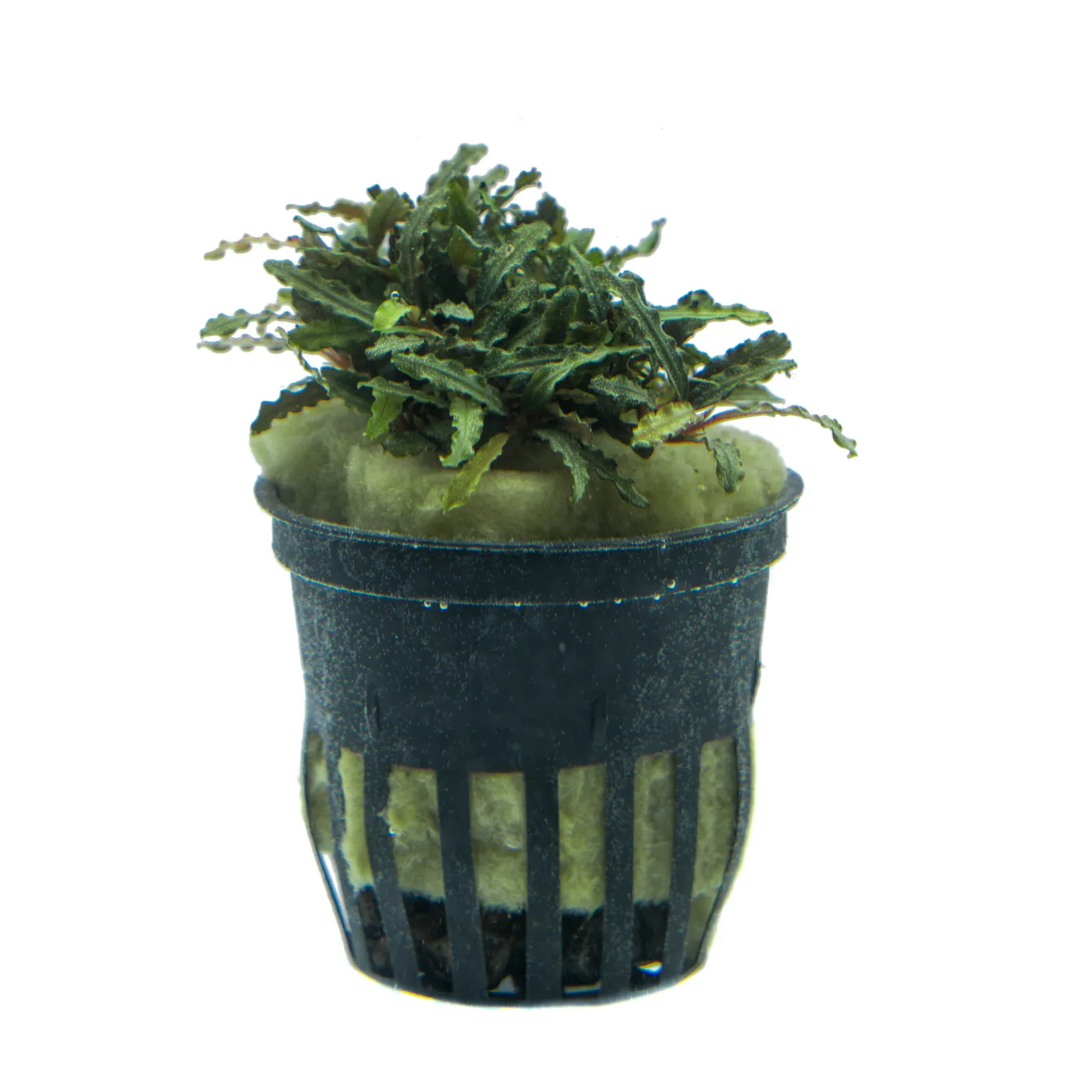 Bucephalandra sp. ‘‘Mini Catherinae‘‘