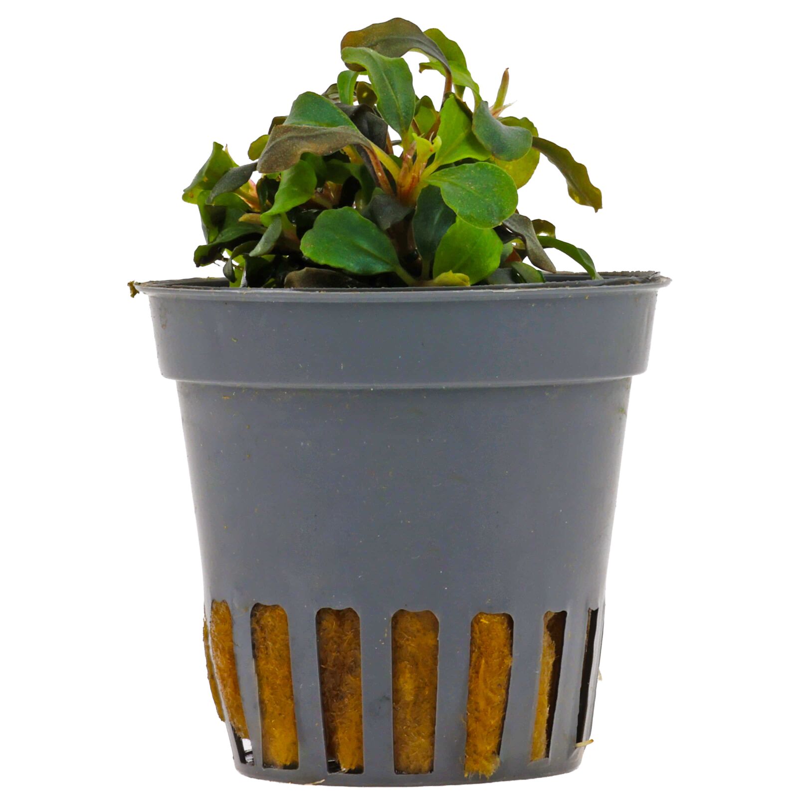 Bucephalandra sp. "Mini Red"