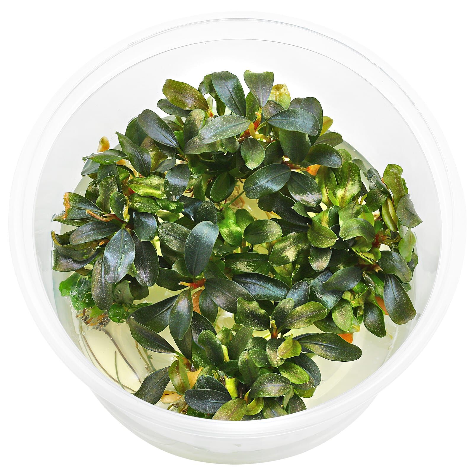 Bucephalandra sp. "Motleyana Red" - in Vitro XL
