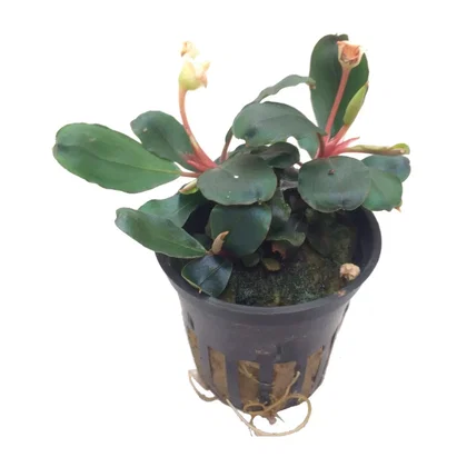 Bucephalandra sp. Red - Tropica 139A - Topf