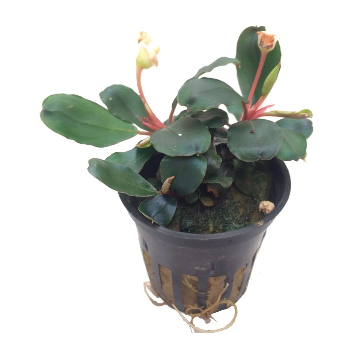 Bucephalandra sp. Red - Tropica 139A - Topf