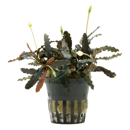 Bucephalandra sp. 2